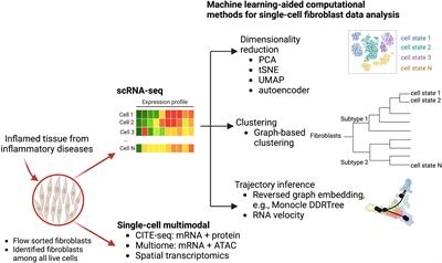 Single-cell computational machine learning approaches to immune-mediated inflammatory disease: New tools uncover novel fibroblast and macrophage interactions driving pathogenesis